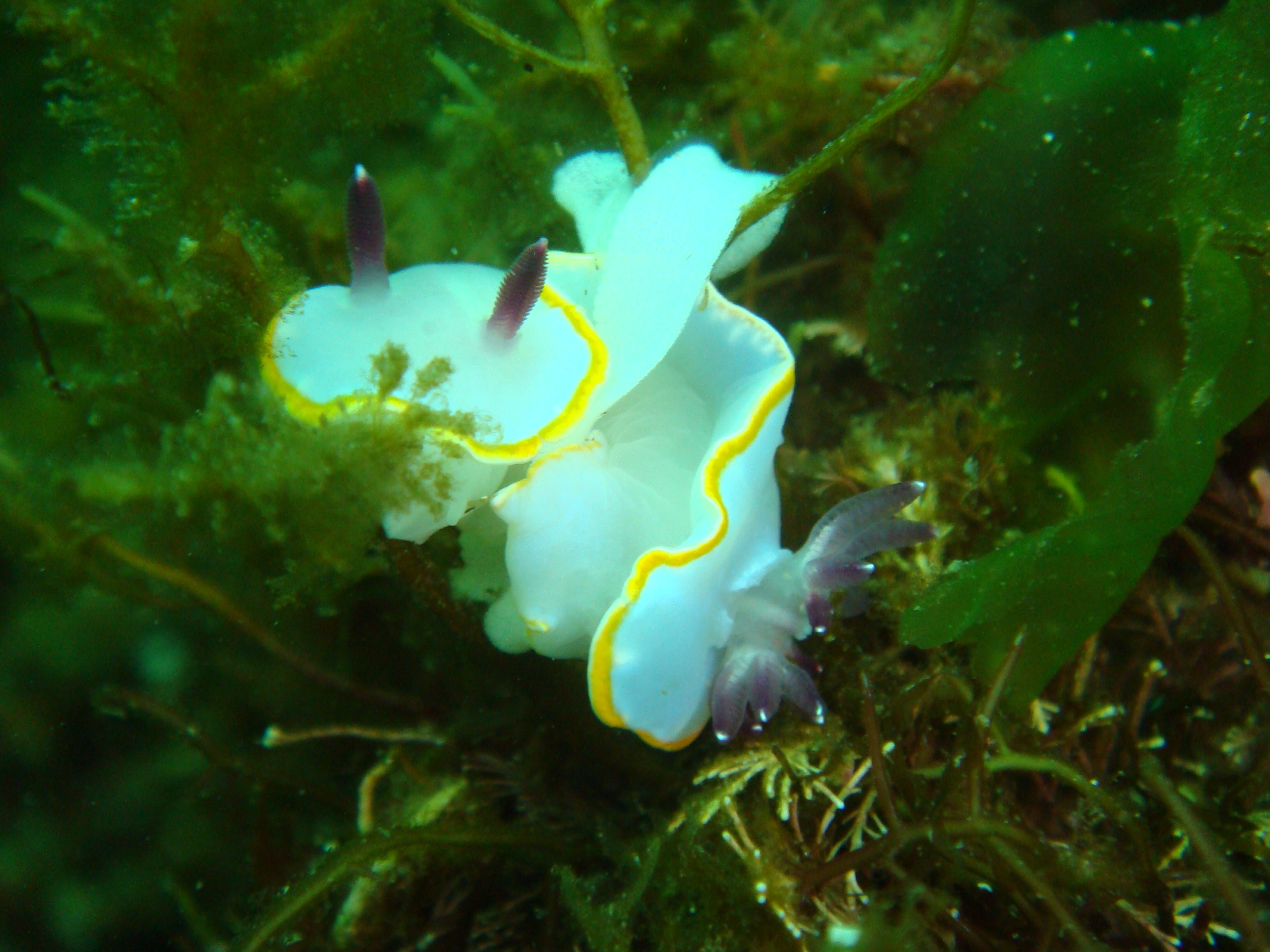 Nudibranqueo